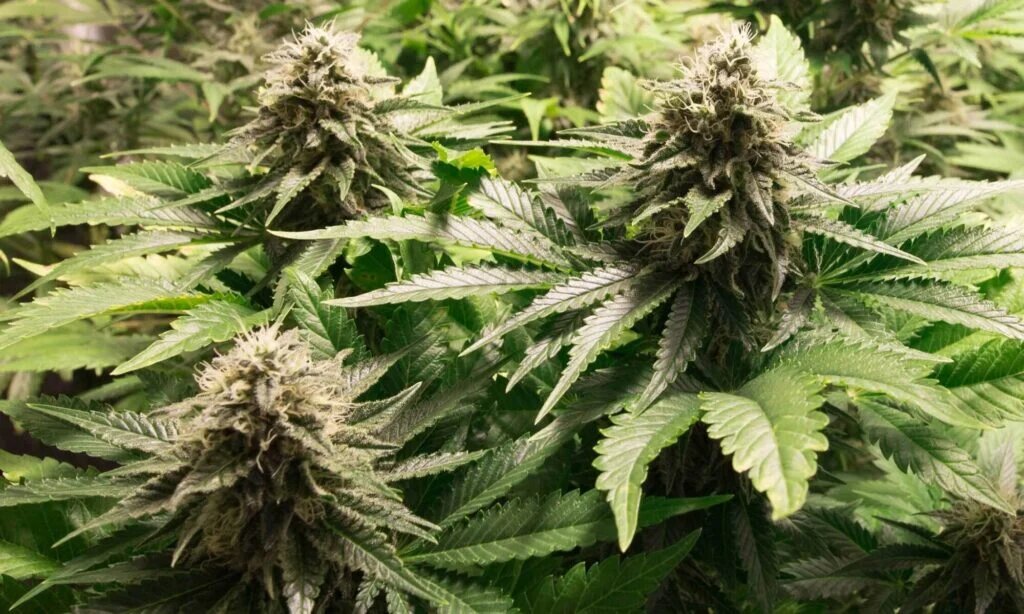 What Are Conventional Cannabis Seeds